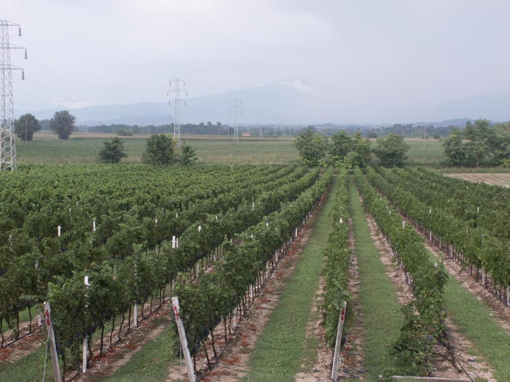 Agriturismo Colombarola Сона Екстериор снимка