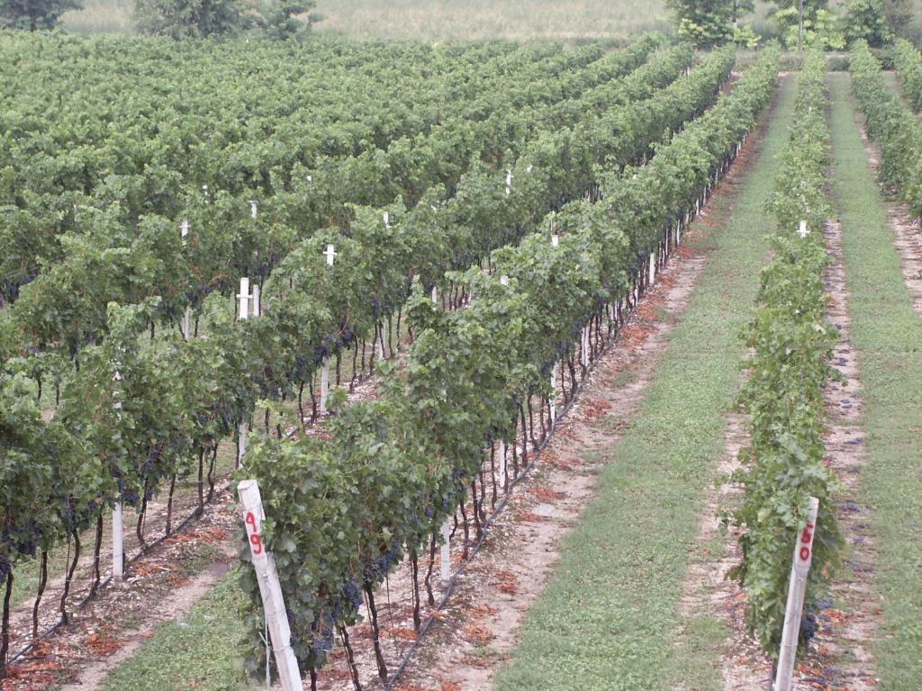 Agriturismo Colombarola Сона Екстериор снимка